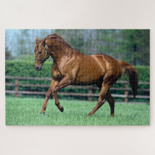 Thoroughbred Stallion, Ireland Jigsaw Puzzle