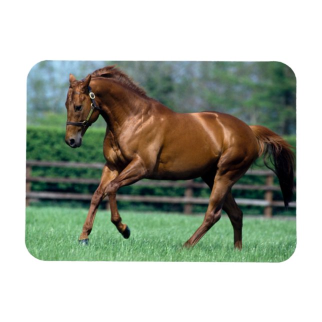 Thoroughbred Stallion, Ireland Magnet (Horizontal)