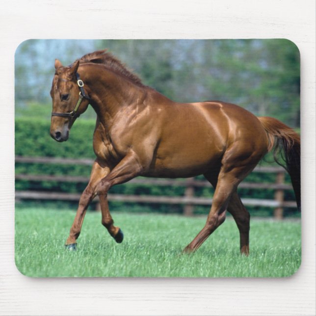 Thoroughbred Stallion, Ireland Mouse Pad (Front)