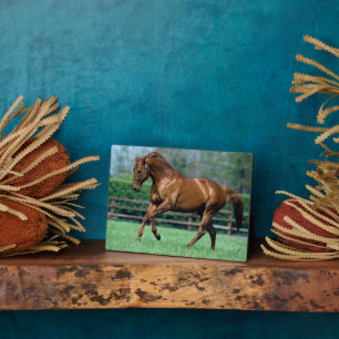Thoroughbred Stallion, Ireland Plaque