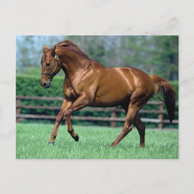 Thoroughbred Stallion, Ireland Postcard (Front)