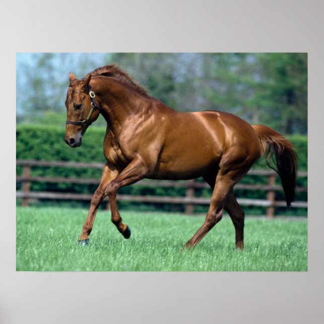 Thoroughbred Stallion, Ireland Poster (Front)