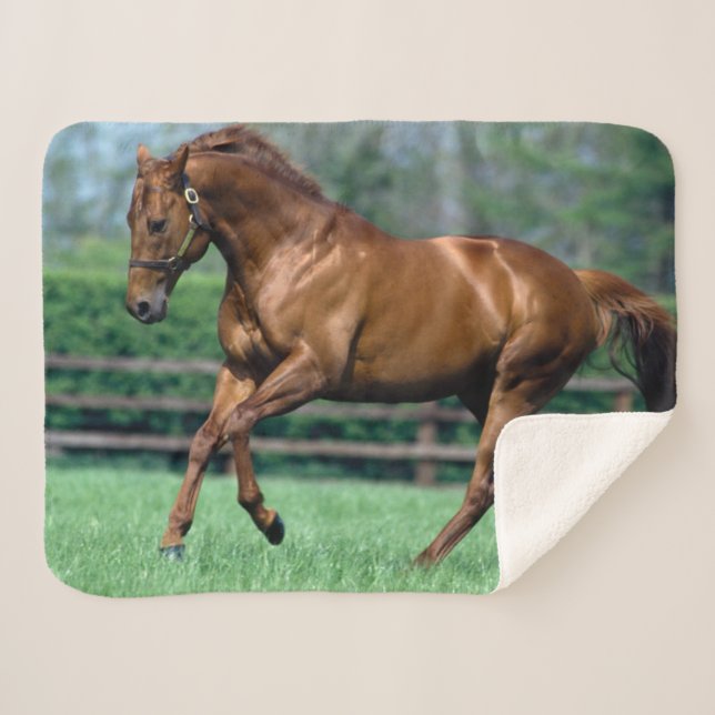 Thoroughbred Stallion, Ireland Sherpa Blanket (Front (Horizontal))