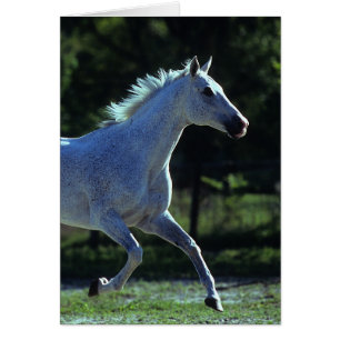 Thoroughbred Stallion Running