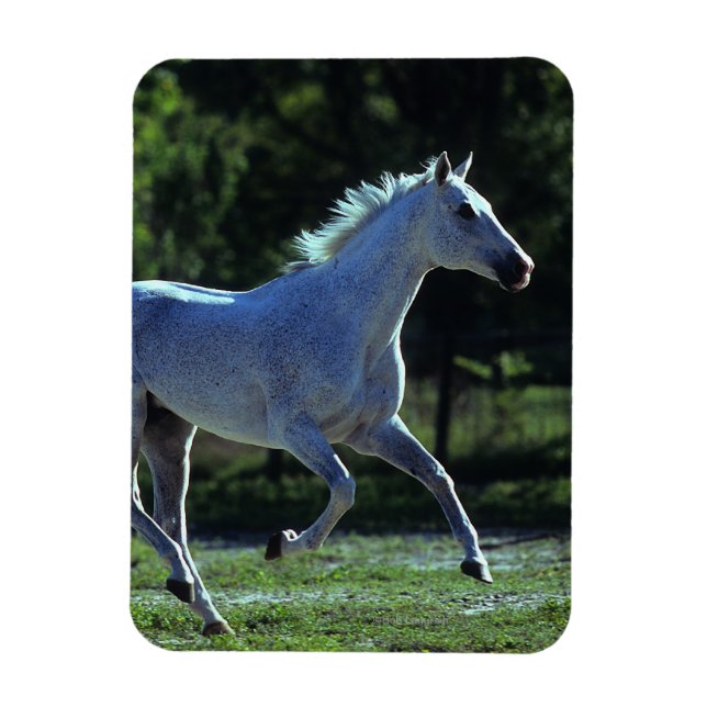 Thoroughbred Stallion Running Magnet (Vertical)