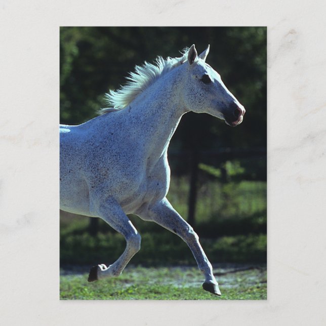 Thoroughbred Stallion Running Postcard (Front)