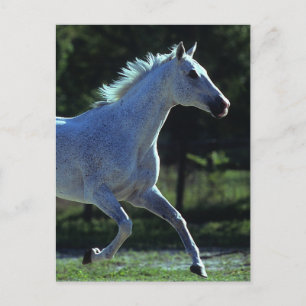 Thoroughbred Stallion Running Postcard