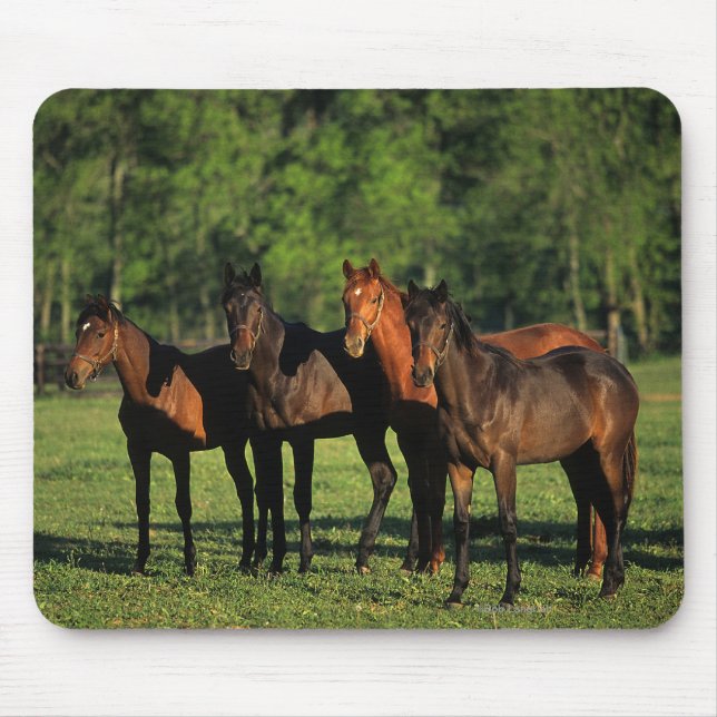 Thoroughbred Yearlings Mouse Pad (Front)