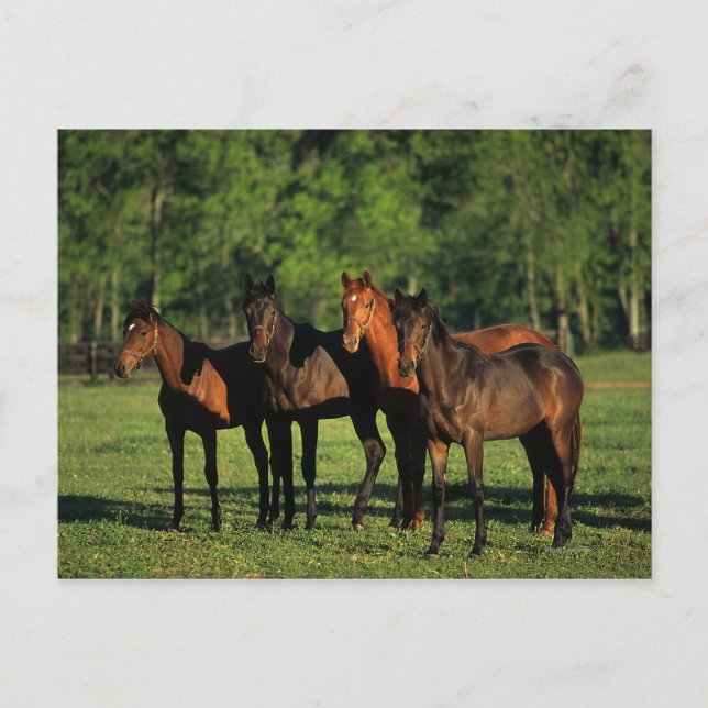 Thoroughbred Yearlings Postcard (Front)
