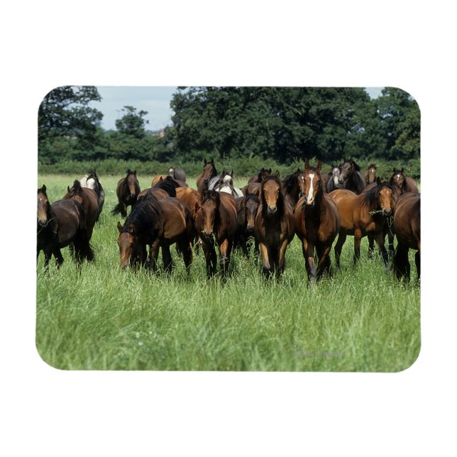 Thoroughbred Youngsters Magnet (Horizontal)