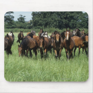Thoroughbred Youngsters Mouse Pad