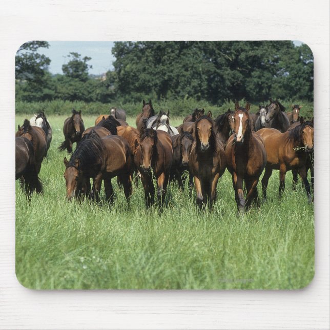Thoroughbred Youngsters Mouse Pad (Front)