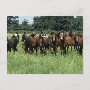 Thoroughbred Youngsters Postcard
