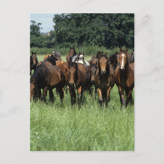 Thoroughbred Youngsters Postcard (Front)