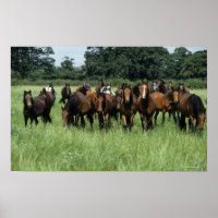 Thoroughbred Youngsters