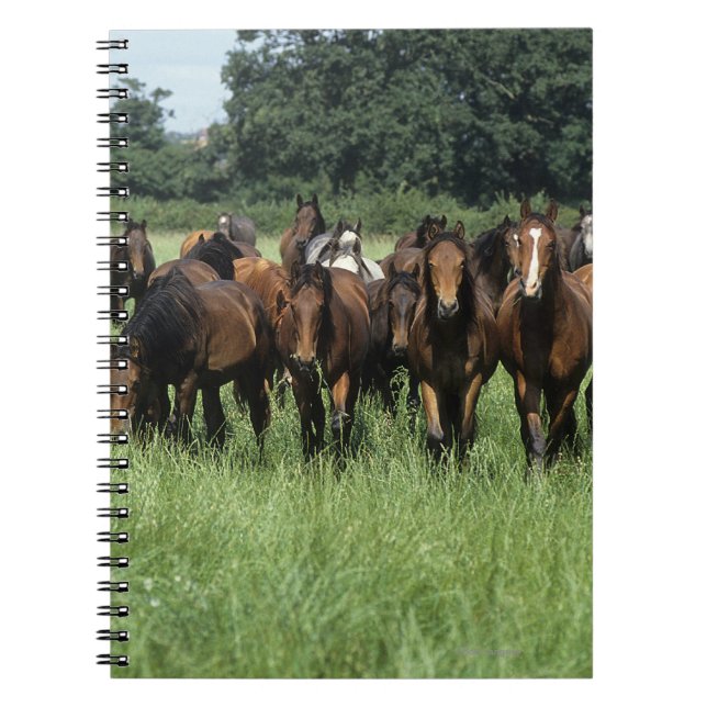 Thoroughbred Youngsters Spiral Notebook (Front)