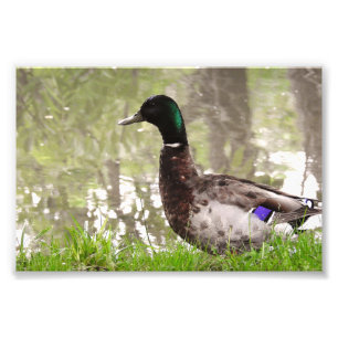 Thoughtful Mallard Duck Photo Print
