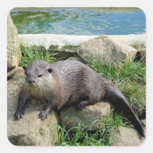 Thoughtful otter square sticker