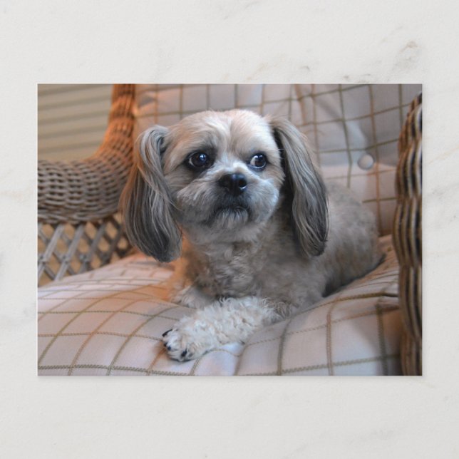 Thoughtful Shih Tzu Postcard (Front)