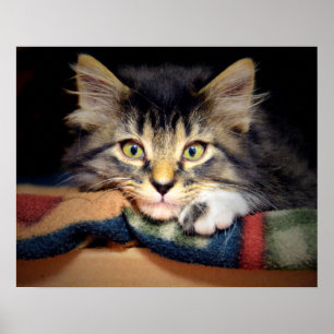 Thoughtful Tabby Kitten Poster