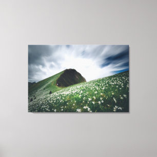 Thousands of narcissus on Golica, Slovenia Canvas Print
