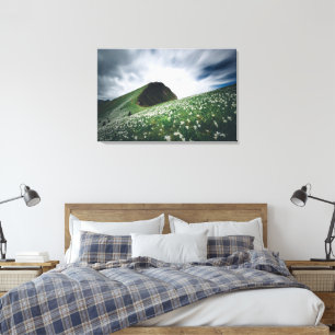 Thousands of narcissus on Golica, Slovenia Canvas Print