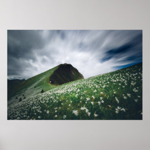 Thousands of narcissus on Golica, Slovenia Poster