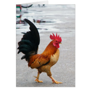 Thr Rooster Crossed The Road