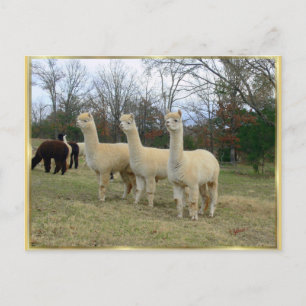 Three Alpaca Girls Postcard