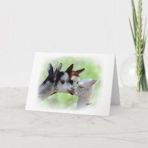 Three Alpacas Card