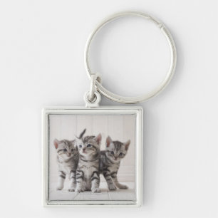 Three American Shorthair Kittens Key Ring
