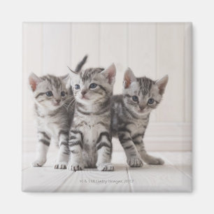 Three American Shorthair Kittens Magnet