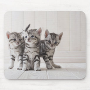 Three American Shorthair Kittens Mouse Pad