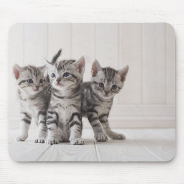 Three American Shorthair Kittens Mouse Pad (Front)