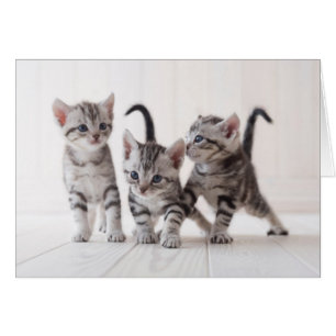 Three American Shorthair Playing