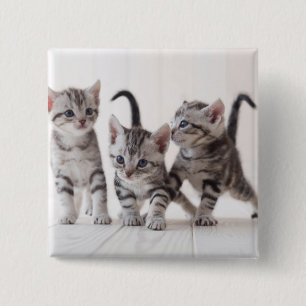 Three American Shorthair Playing 15 Cm Square Badge