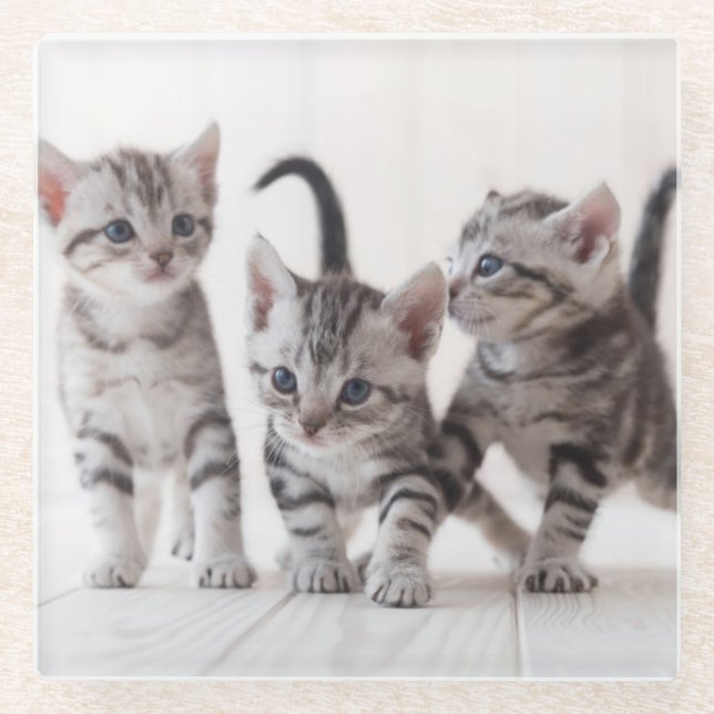 Three American Shorthair Playing Glass Coaster (Front)