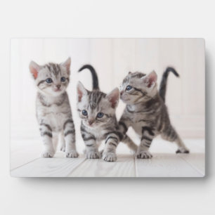 Three American Shorthair Playing Plaque