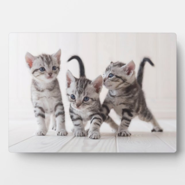 Three American Shorthair Playing Plaque (Front)