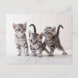 Three American Shorthair Playing Postcard