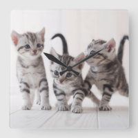 Three American Shorthair Playing