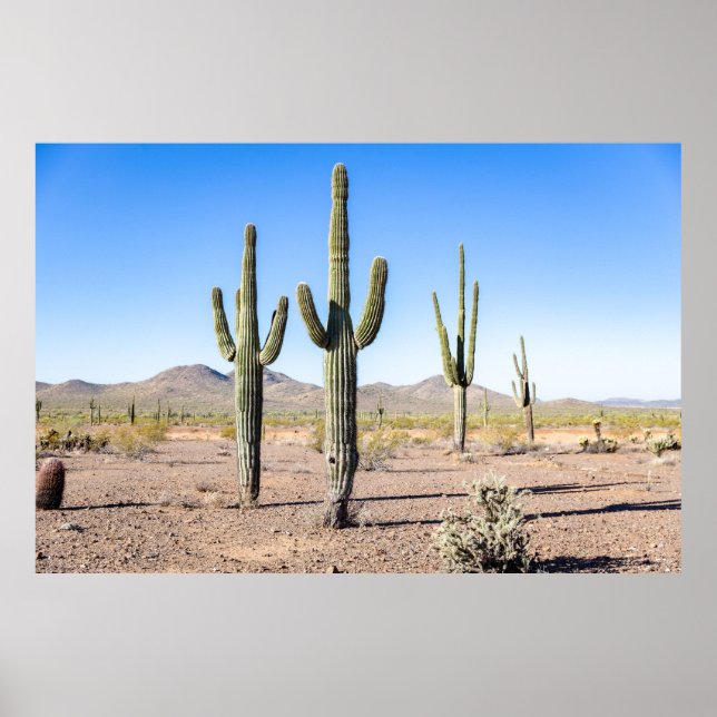 Three Amigo Saguaros Poster (Front)
