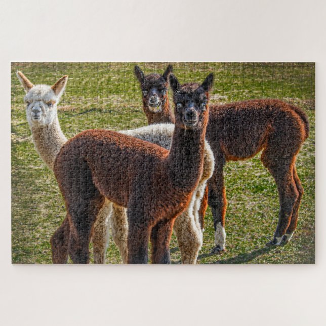 Three Amigos Alpacas Jigsaw Puzzle (Horizontal)
