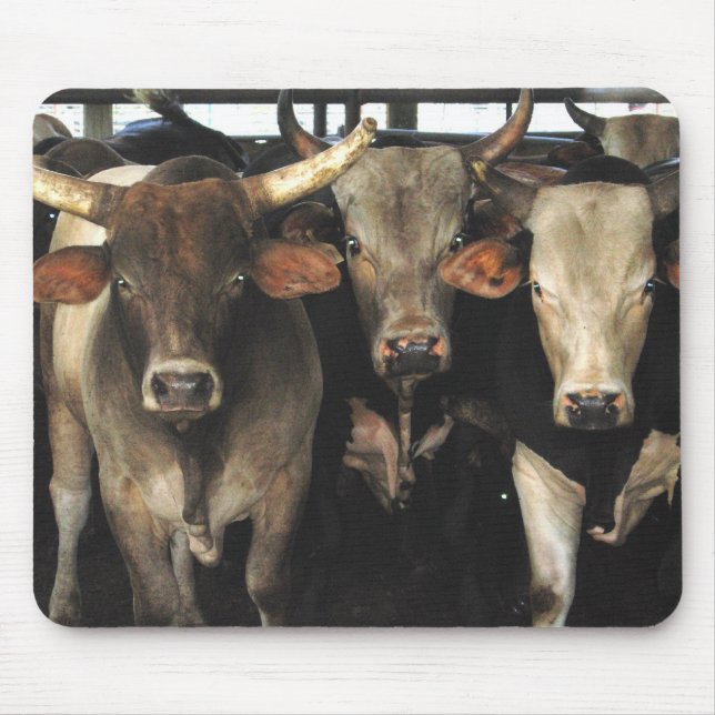 Three Amigos Bulls cow rodeo western Mousepad (Front)