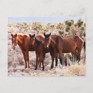 Three Amigos Postcard