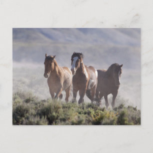 Three Amigos Postcard