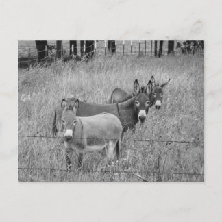 Three amigos postcard