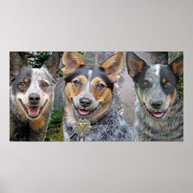 Three Australian Cattle Dogs Art Poster (Front)