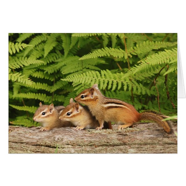 three baby chipmunks (Front Horizontal)