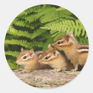 three baby chipmunks classic round sticker